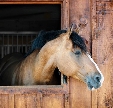 feed a horse